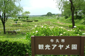 写真：観光アヤメ園